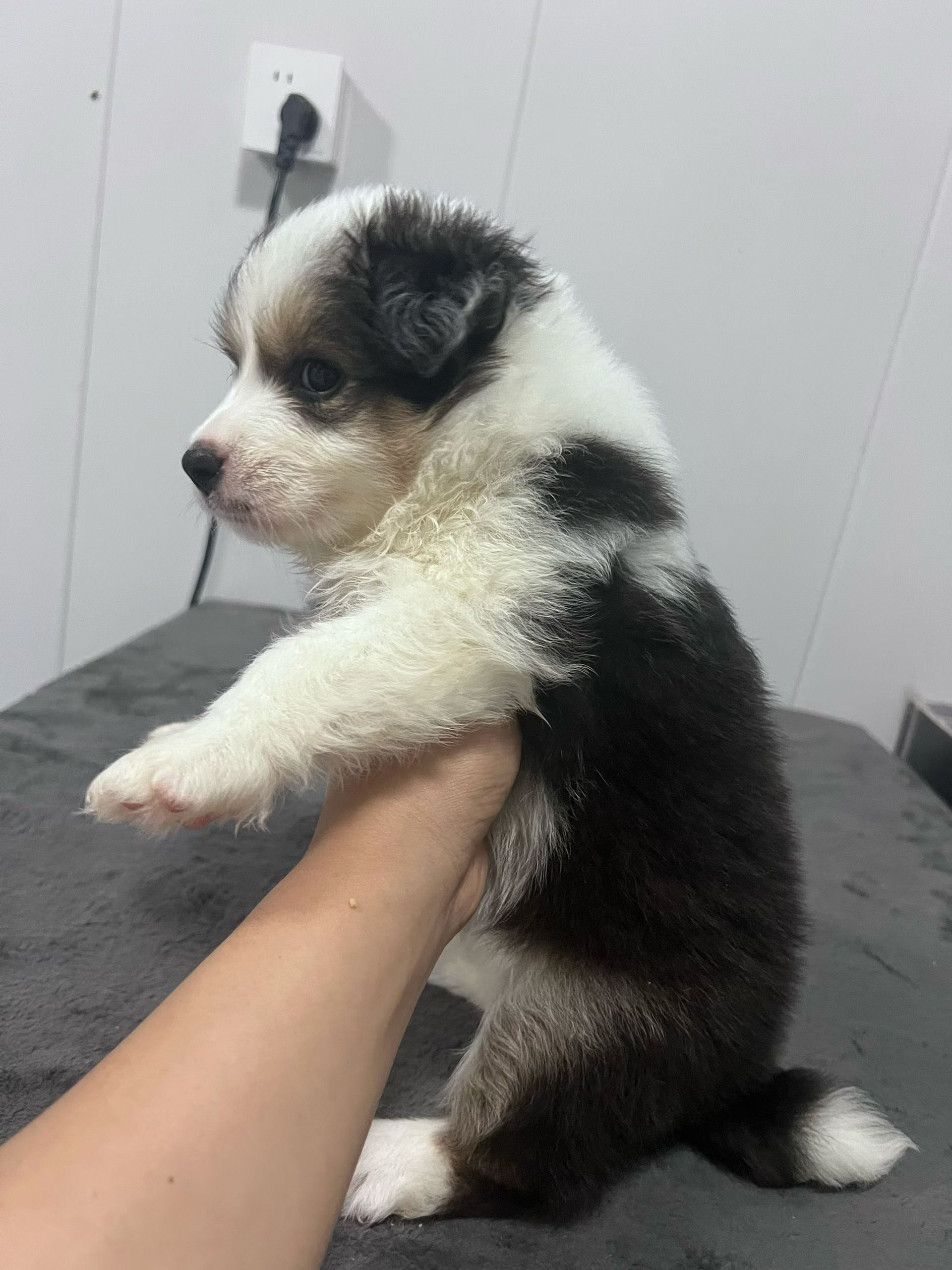 稀有黑白三色边牧妹妹